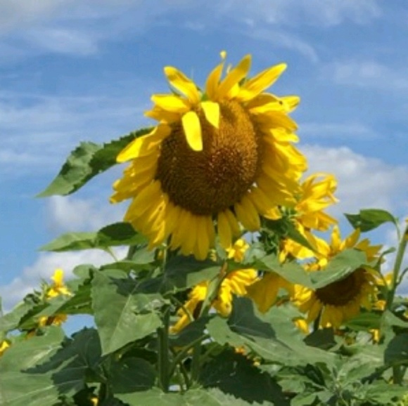 Meet your Posher, Faye - Picture 1 of 1